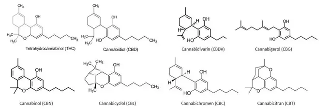 Canabinoizi planta canabis CBD THC CBG CBN
